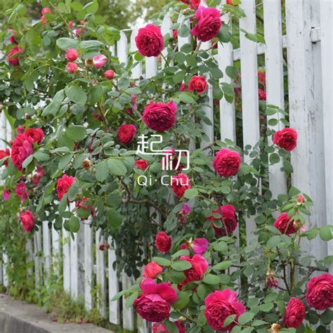 爬藤植物|藤本植物